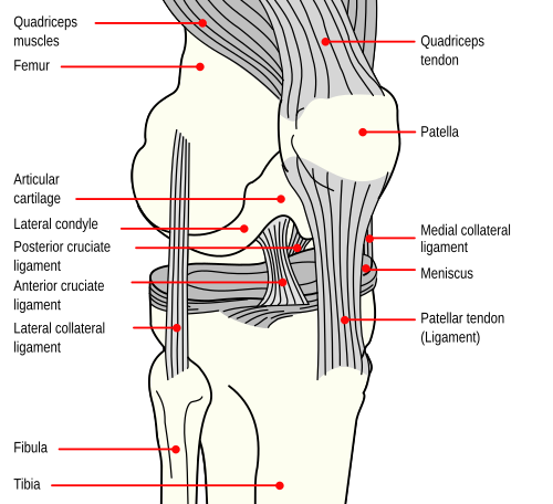 posterior cruciate ligament
